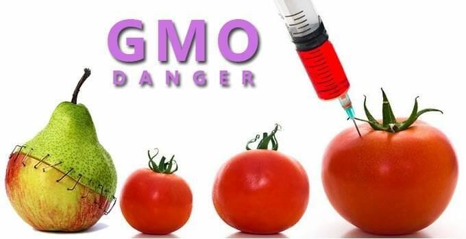 The Dangers Of Genetically Modified Food