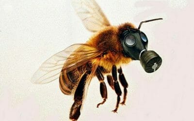 Why Are So Many Bees Dying? Are We Next?