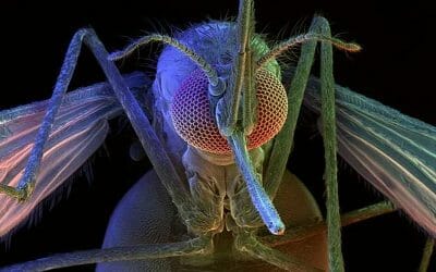 The Risk Of GMO Mosquitos, Animals And Humans