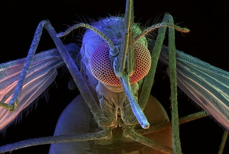 The Risk Of GMO Mosquitos, Animals And Humans